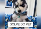 Golpistas usam inteligência artificial para enganar donos de pets desaparecidos e exigir dinheiro