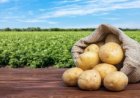 Batata dispara em Três Lagoas e já custa cerca de R$ 12 o quilo nos supermercados