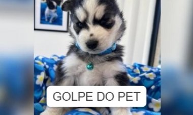 Golpistas usam inteligência artificial para enganar donos de pets desaparecidos e exigir dinheiro