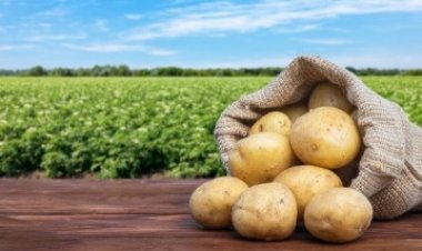 Batata dispara em Três Lagoas e já custa cerca de R$ 12 o quilo nos supermercados