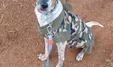 Thor está desaparecido desde o dia 22/05
