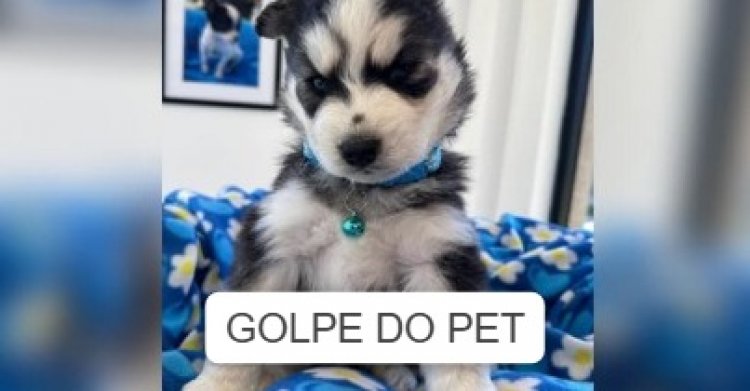 Golpistas usam inteligência artificial para enganar donos de pets desaparecidos e exigir dinheiro