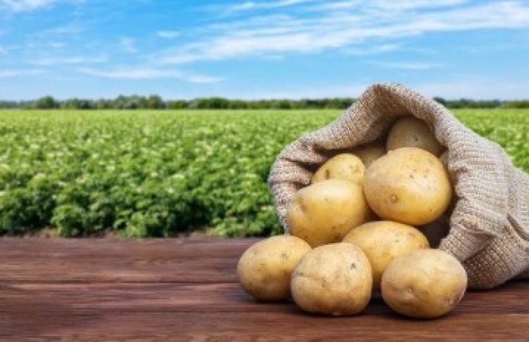 Batata dispara em Três Lagoas e já custa cerca de R$ 12 o quilo nos supermercados