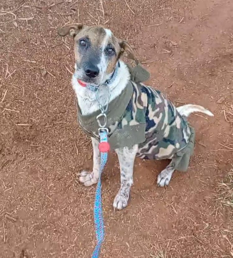 Thor está desaparecido desde o dia 22/05