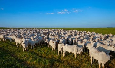Cenários do MS chega a Três Lagoas para discutir futuro da pecuária