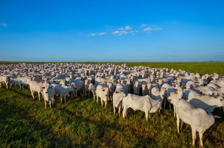 Cenários do MS chega a Três Lagoas para discutir futuro da pecuária