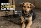 São Paulo proíbe cães e gatos de serem mantidos presos por correntes