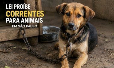 São Paulo proíbe cães e gatos de serem mantidos presos por correntes