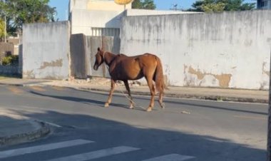 Prefeitura explica como funciona o processo de apreensão de animais soltos nas ruas de Três Lagoas