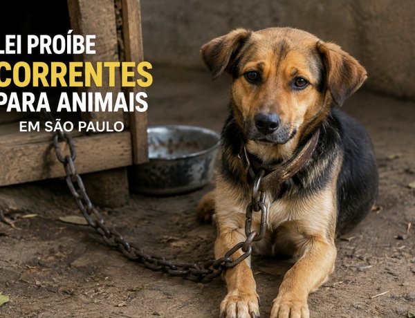 São Paulo proíbe cães e gatos de serem mantidos presos por correntes