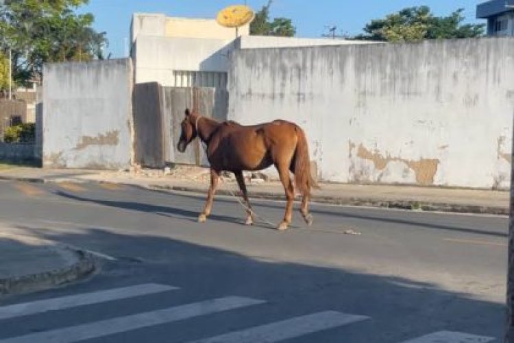 Prefeitura explica como funciona o processo de apreensão de animais soltos nas ruas de Três Lagoas