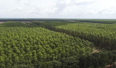 Suzano abre vagas de emprego em Três Lagoas com inscrições até domingo