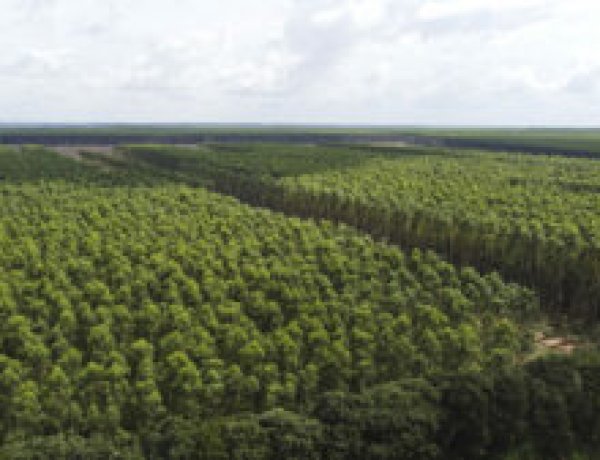 Suzano abre vagas de emprego em Três Lagoas com inscrições até domingo