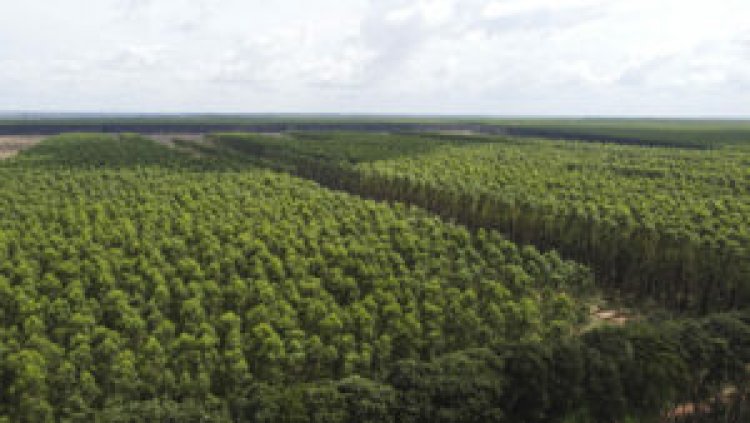 Suzano abre vagas de emprego em Três Lagoas com inscrições até domingo